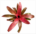 Neoregelia 'Treasure Chest' – Jewel-Toned Bromeliad for Terrariums | India Fish Bazaar