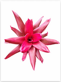 Neoregelia 'Maria' – Live Bromeliad for Terrariums & Vivariums | India Fish Bazaar