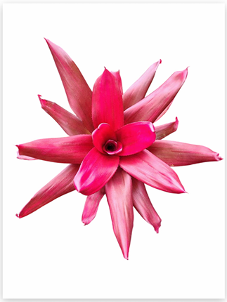 Neoregelia 'Maria' – Live Bromeliad for Terrariums & Vivariums | India Fish Bazaar