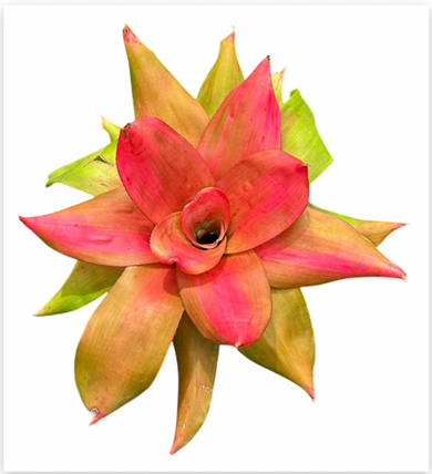 Neoregelia 'Pink Debby' – Pink Bromeliad for Terrariums & Vivariums | India Fish Bazaar