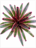 Neoregelia 'Predatress' – Dark Banded Bromeliad for Terrariums | India Fish Bazaar