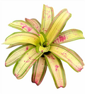 Neoregelia 'Tampa Red' – Red Bromeliad for Terrariums & Vivariums | India Fish Bazaar