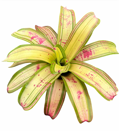 Neoregelia 'Tampa Red' – Red Bromeliad for Terrariums & Vivariums | India Fish Bazaar
