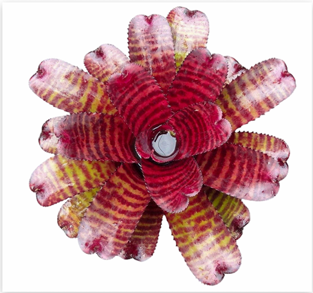 Neoregelia 'Groove Red Tiger' – Banded Bromeliad for Terrariums | India Fish Bazaar