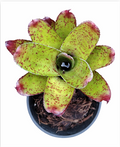 Neoregelia 'Chili Verde' (Non-Variegated) – Bromeliad for Terrariums | India Fish Bazaar