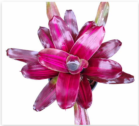 Neoregelia 'Car x Fire Ball' – Fiery Red Bromeliad for Terrariums | India Fish Bazaar