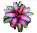 Neoregelia 'Pink on the Inside' – Pink-Centred Bromeliad for Terrariums | India Fish Bazaar