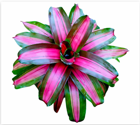 Neoregelia 'Pink on the Inside' – Pink-Centred Bromeliad for Terrariums | India Fish Bazaar