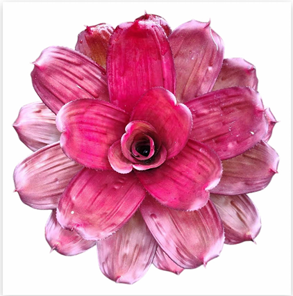 Neoregelia 'Rose Hybrid' – Rose-Pink Bromeliad for Terrariums | India Fish Bazaar