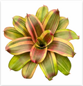 Neoregelia 'Magali Albo' – Variegated Bromeliad for Terrariums | India Fish Bazaar