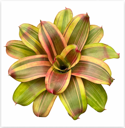 Neoregelia 'Magali Albo' – Variegated Bromeliad for Terrariums | India Fish Bazaar