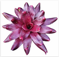Neoregelia 'Bob and Grace' – Live Bromeliad for Terrariums & Vivariums | India Fish Bazaar