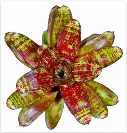 Neoregelia 'Jewellery Shop' – Jewel-Toned Bromeliad for Terrariums | India Fish Bazaar