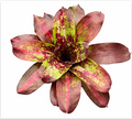 Neoregelia 'Marmorata Variegated' – Marbled Bromeliad for Terrariums | India Fish Bazaar