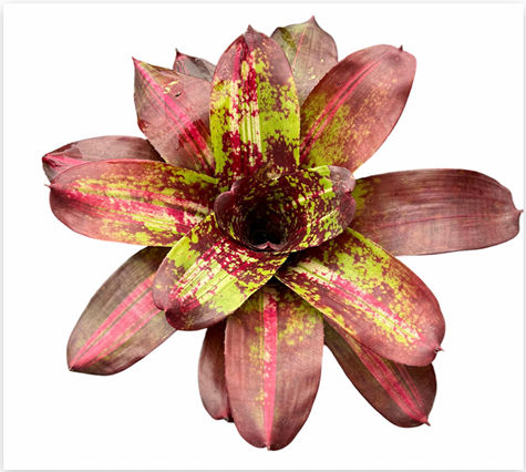 Neoregelia 'Marmorata Variegated' – Marbled Bromeliad for Terrariums | India Fish Bazaar
