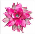 Neoregelia 'Magali' – Live Bromeliad for Terrariums & Vivariums | India Fish Bazaar
