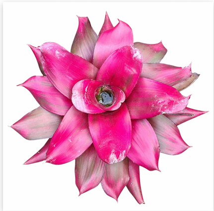 Neoregelia 'Magali' – Live Bromeliad for Terrariums & Vivariums | India Fish Bazaar