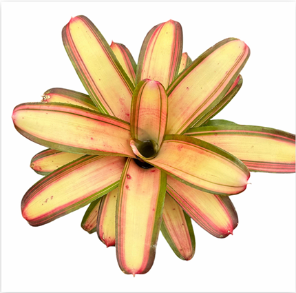 Neoregelia 'Lorena Lector' – Live Bromeliad for Terrariums & Vivariums | India Fish Bazaar