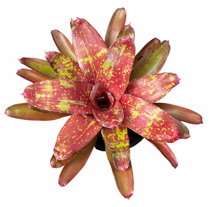Neoregelia 'Walking Tall' – Spreading Bromeliad for Vivariums | India Fish Bazaar