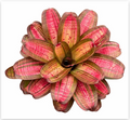 Neoregelia 'Baby Girl' – Pink Bromeliad for Terrariums & Vivariums | India Fish Bazaar