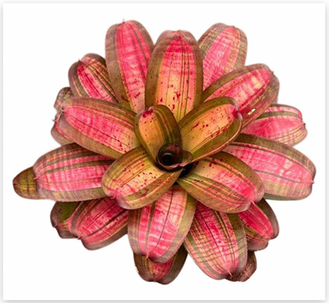 Neoregelia 'Baby Girl' – Pink Bromeliad for Terrariums & Vivariums | India Fish Bazaar
