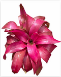 Neoregelia 'Pink Ball' – Pink Bromeliad for Terrariums & Vivariums | India Fish Bazaar