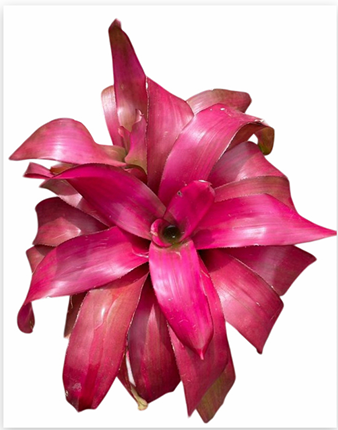 Neoregelia 'Pink Ball' – Pink Bromeliad for Terrariums & Vivariums | India Fish Bazaar