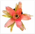 Neoregelia 'Tangarine' – Orange Bromeliad for Terrariums & Vivariums | India Fish Bazaar