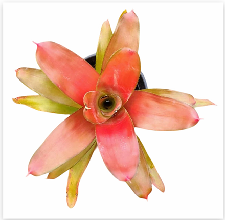 Neoregelia 'Tangarine' – Orange Bromeliad for Terrariums & Vivariums | India Fish Bazaar