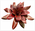 Neoregelia 'Broken Heart' (Non-Variegated) – Bromeliad for Terrariums | India Fish Bazaar