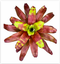 Neoregelia 'Victoria's Secret' – Rosy Bromeliad for Terrariums | India Fish Bazaar