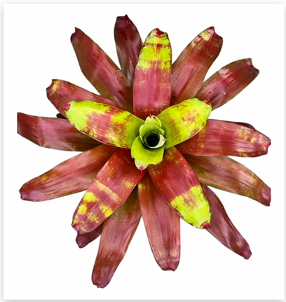 Neoregelia 'Victoria's Secret' – Rosy Bromeliad for Terrariums | India Fish Bazaar