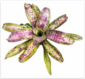 Neoregelia 'Little Louie' – Live Bromeliad for Terrariums & Vivariums | India Fish Bazaar