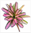 Neoregelia 'Revelry' – Colourful Bromeliad for Terrariums & Vivariums | India Fish Bazaar