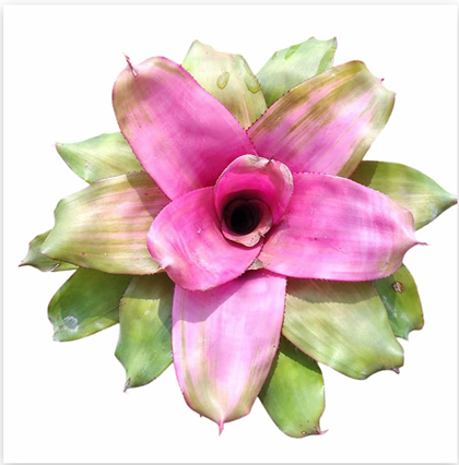 Neoregelia 'Michi' – Live Bromeliad for Terrariums & Vivariums | India Fish Bazaar