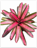 Neoregelia 'Sweet Vibration' – Vibrant Bromeliad for Terrariums | India Fish Bazaar
