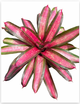 Neoregelia 'Sweet Vibration' – Vibrant Bromeliad for Terrariums | India Fish Bazaar