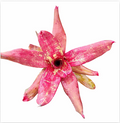Neoregelia 'Rococo Face' – Patterned Bromeliad for Terrariums | India Fish Bazaar