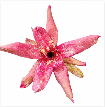 Neoregelia 'Rococo Face' – Patterned Bromeliad for Terrariums | India Fish Bazaar