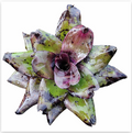 Neoregelia 'Mandela' – Patterned Bromeliad for Terrariums & Vivariums | India Fish Bazaar
