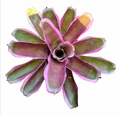 Neoregelia 'Malbec' – Wine-Red Bromeliad for Terrariums & Vivariums | India Fish Bazaar