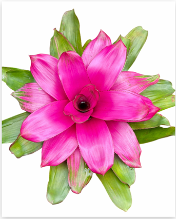 Neoregelia 'Donna' – Live Bromeliad for Terrariums & Vivariums | India Fish Bazaar