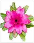 Neoregelia 'Donna' – Live Bromeliad for Terrariums & Vivariums | India Fish Bazaar