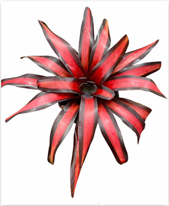 Neoregelia 'Pimento' – Red Bromeliad for Terrariums & Vivariums | India Fish Bazaar
