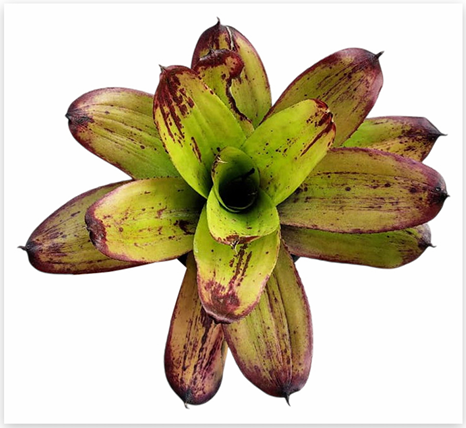 Neoregelia 'Strawberry Roan' – Speckled Bromeliad for Terrariums | India Fish Bazaar