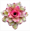 Neoregelia 'Medusa x Lila' – Hybrid Bromeliad for Terrariums | India Fish Bazaar