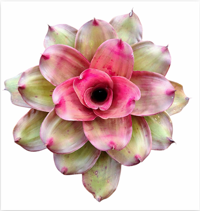Neoregelia 'Medusa x Lila' – Hybrid Bromeliad for Terrariums | India Fish Bazaar