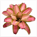 Neoregelia 'Samsara' – Colourful Bromeliad for Terrariums & Vivariums | India Fish Bazaar