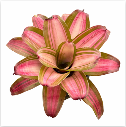 Neoregelia 'Samsara' – Colourful Bromeliad for Terrariums & Vivariums | India Fish Bazaar
