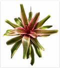 Neoregelia 'Swanky' – Bold Bromeliad for Terrariums & Vivariums | India Fish Bazaar